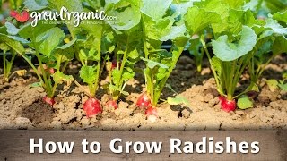 Growing Organic Radishes [upl. by Alilahk254]