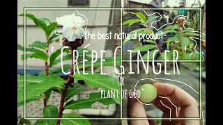 We call this Gods plantCostus speciosus Crepeginger How to use it as medicine [upl. by Etteiluj]