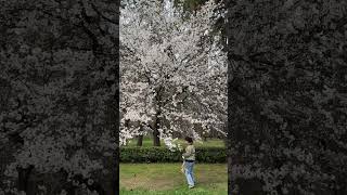 Kyoto Sakura at 京都御苑 Imperial Palace Garden kyoto japan walkingtour sakura cherryblossom [upl. by Nacul]