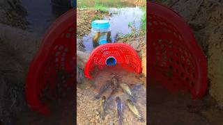 Survival Skills SIMPLE and USEFUL with PVC Fish trap survival shrots camping bushcraft skills [upl. by Anurb722]