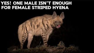 Why Striped Hyenas are Under Serious Threats  धारीदार लकड़बग्घा गंभीर खतरों में क्यों हैं [upl. by O'Callaghan]