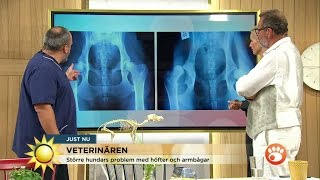 Veterinären Så kan du upptäcka din stora hunds ledproblem  Nyhetsmorgon TV4 [upl. by Trudie790]