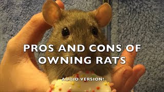 Pros and Cons of Fancy Rats as Pets  Audio version [upl. by Atlas]