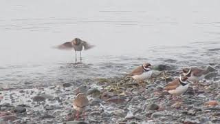 Plovers and Sandpipers [upl. by Av]