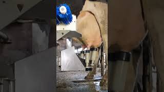 Robotic milking fullwood JOZ merlin M2 [upl. by Nielsen]