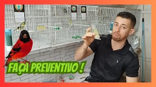 Como fazer Preventivo para Pintassilgos [upl. by Ellezig]