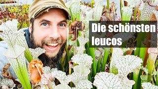 65 Diese Sarracenia leucophylla musst du haben alle Highlights aus meiner Sammlung [upl. by Iruyas]