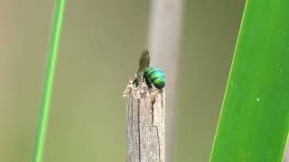 Dwarf Carpenter Bee Ceratina smaragdula [upl. by Arri]