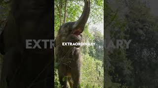 New Series  Wild Asia  National Geographic MENA shorts [upl. by Gnuj]