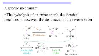 Imine Formation and Hydrolysis [upl. by Handal]