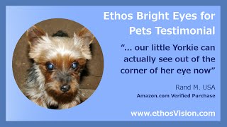 NAC Carnosine Eye Drops for Dog Cataracts Review Video [upl. by Hettie]