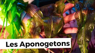 TOUT SUR LES APONOGETONS  AQUABOTA [upl. by Ahmed]