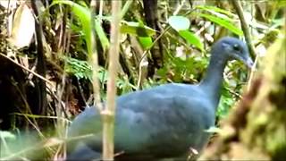 Secretive Black Tinamou Tinamus osgoodi hershkovitz [upl. by Chappy]