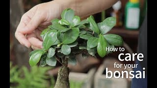 Bonsai Basics How to care for your bonsai [upl. by Ennaj]