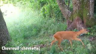 Animaux sauvages de nos forêts Partie 7 chevreuils martre renard blaireaux  Full HD [upl. by Asiulana]