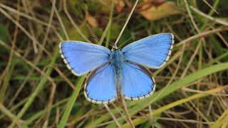 Adonis Blue Polyommatus bellargus Male [upl. by Alliw730]