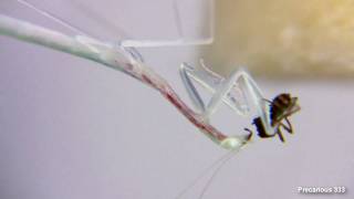 Glass Mantis eats See food entering stomach [upl. by Novick]