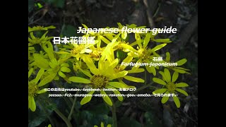 雑木林に冬の煌めき？！Glitter in winter in thickets  石蕗（つわぶき）Farfugium japonicum 季節の花 日本花図鑑 J flower guide [upl. by Acirdna885]