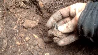 Digging smoky quartz in Northern Victoria Australia [upl. by Areic]