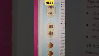 CELL CYCLE AND CELL DIVISION A diagrammatic view of stages in Mitosis neet [upl. by Malynda]