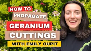 How To Propagate Geranium Cuttings Takes Less Than 1 Minute [upl. by Kimball]