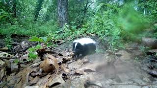 😍 BABY Skunks playing around the yard [upl. by Valma]