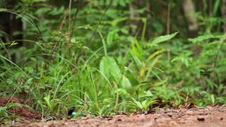 Digiscoping Hooded Pitta  Swarovski Optik STM80HD [upl. by Pradeep]