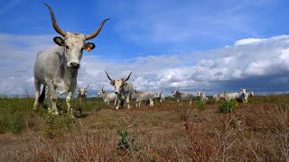 AUTUNNO primo episodio della serie di documentari girata in Maremma la Toscana più selvaggia [upl. by Eoin]