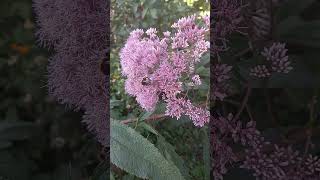 Посконник Eupatorium 💗 flowers цветы nature garden природа [upl. by Eckhardt]