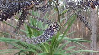 CORDYLINE SELLOWIANA UVARANA plants [upl. by Pollak]