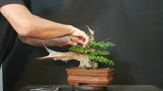 🔴COMO HACER UN BONSAI 👉PINZADO DEL TANUKI LIGUSTRINA [upl. by Erlin]