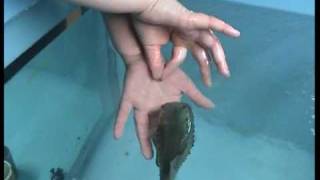 Lumpfish Trained to Get Skin Scrape [upl. by Hcire]