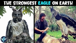 Harpy Eagle  The Strongest Eagle on Earth [upl. by Yram]