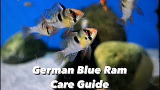 German Blue Ram Care Guide  Dwarf Cichlid  Mikrogeophagus ramirezi  Breeding Tank Mates amp Size [upl. by Eninnej]