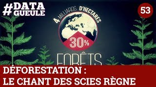 Déforestation  le chant des scies règne  DATAGUEULE 53 [upl. by Tildie886]