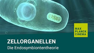 Zellorganellen  Die Endosymbiontentheorie [upl. by Oflodur459]