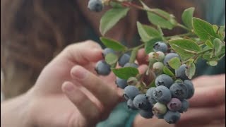 Driscoll’s Blueberries  Pursuit of Flavor [upl. by Artined]