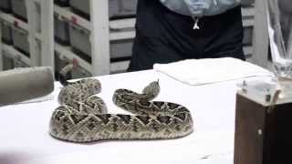 Venom Extraction Eastern Diamondback Rattlesnake [upl. by Llerdnam123]