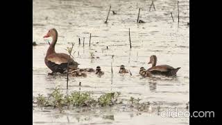 Black bellied Whistling Duck Dendrocygna autumnalis Singing on 08 September 2024 [upl. by Artemla]