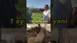 BÖYLE HAYVANCILIK YAPMAYA NE VAR KARDEŞİM odot maralfalfa hayvancılık inek kuzu koyun [upl. by Ikila]