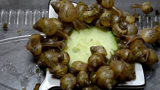 Snails eat cucumber [upl. by Hope]