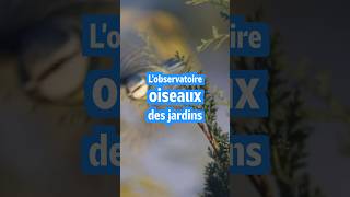 🪺🕊️ OISEAUX DES JARDINS  LES RÉSULTATS [upl. by Aihtak]