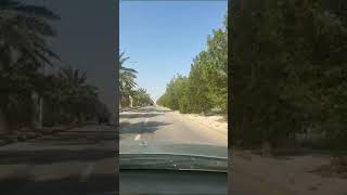 SubhanAllah greenery 🌳🌿☘️🌴 trending ytshorts travel saudiarabia [upl. by Gibrian720]