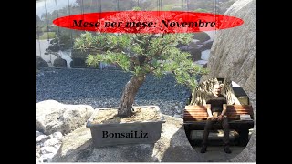 Bonsai Mese per mese  Novembre [upl. by Nevar]