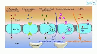 paracellular pathway [upl. by Nixon528]