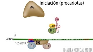 Traducción Procariota – Síntesis de Proteínas Alila Medical Media Español [upl. by Mehcanem]