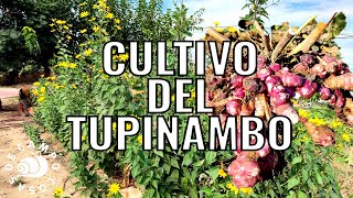 El cultivo del tupinambo [upl. by Navets]