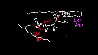 Biochemistry  Enzyme Thermodynamics Binding Energy amp Entropy [upl. by Kippar]