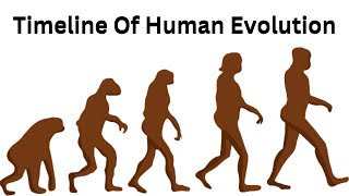 Timeline Of Human Evolution Based On Hypothesis  انسانی ارتقاء [upl. by Ray]