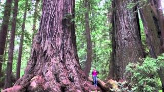 California Camping  Kamp Klamath in the heart of the Redwoods [upl. by Ardnuas965]